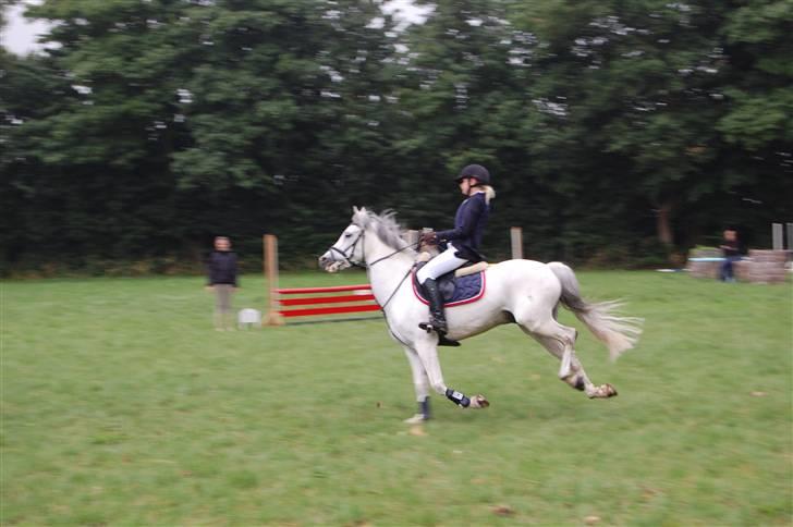 Anden særlig race Malu <33 billede 4