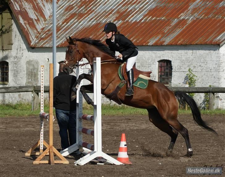 Anden særlig race Bonnie - Billed: Nadiiih billede 3