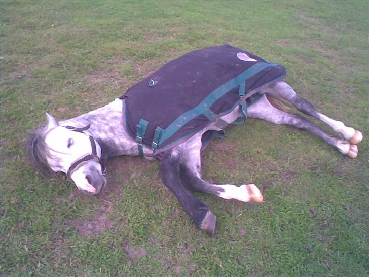 Welsh Mountain (sec A) Meadows Gucci (hingst) - 28/9-08 Ligger og slapper helt af - det hjælper mod ondt i maven.  billede 17