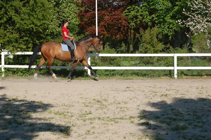 Dansk Varmblod Enghøjgaard M. Masson.  - Bønne og madsen dressur :) billede 4