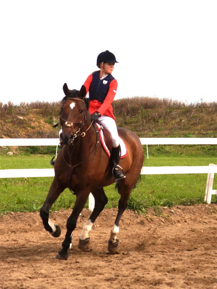 Dansk Varmblod Enghøjgaard M. Masson.  billede 5