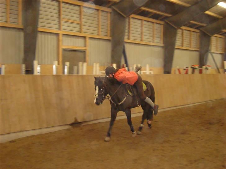 Gotlandsruss Alexa (Gammel låner) - D. 21/11-08 PONYGAMES TRÆNING HOPPER OP I TRAV (: Foto: Far billede 4