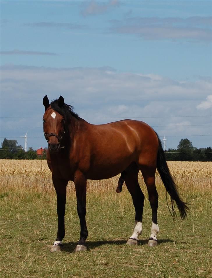 Dansk Varmblod Enghøjgaard M. Masson.  billede 8