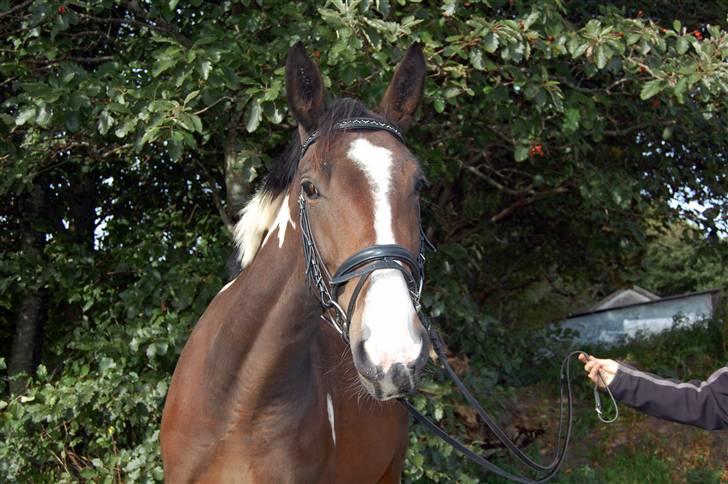 Pinto Indiana -Solgt-   billede 1