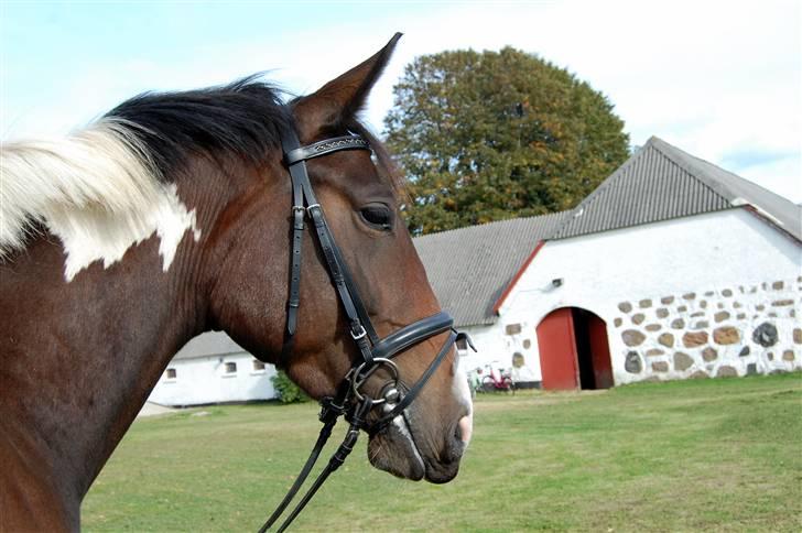 Pinto Indiana -Solgt-   billede 2