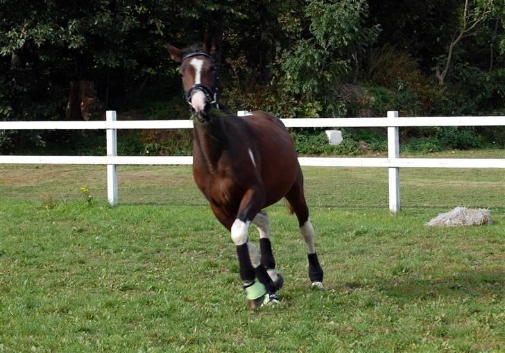 Pinto Indiana -Solgt-   billede 3