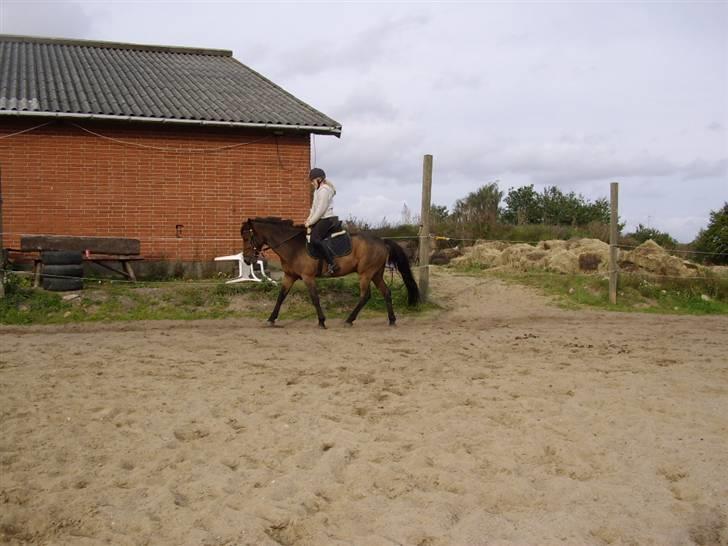 Anden særlig race CHIVAS - have lige fåret dig :() billede 6