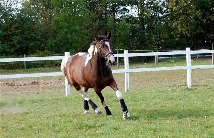 Pinto Indiana -Solgt-   billede 4