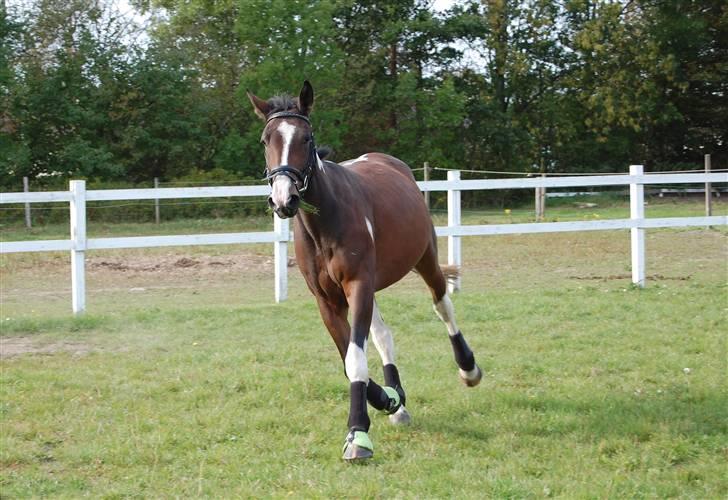 Pinto Indiana -Solgt-   billede 5