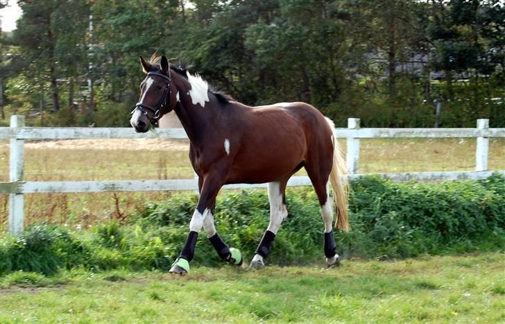 Pinto Indiana -Solgt-   billede 6