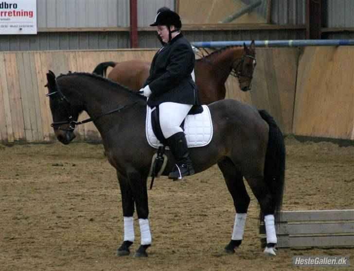 Anden særlig race Laban *Solgt* - Os i en parade til stævne i Kongeå Rideklub den 28. marts 2009. Fotograf: Marianne billede 15