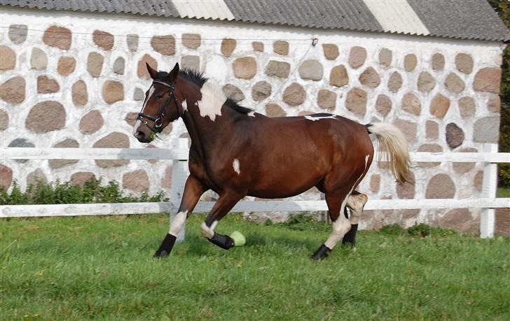 Pinto Indiana -Solgt-   billede 7