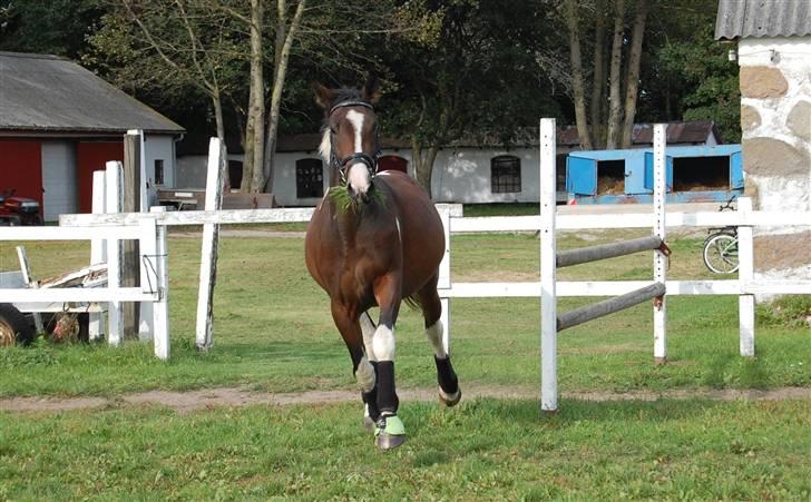 Pinto Indiana -Solgt-   billede 8