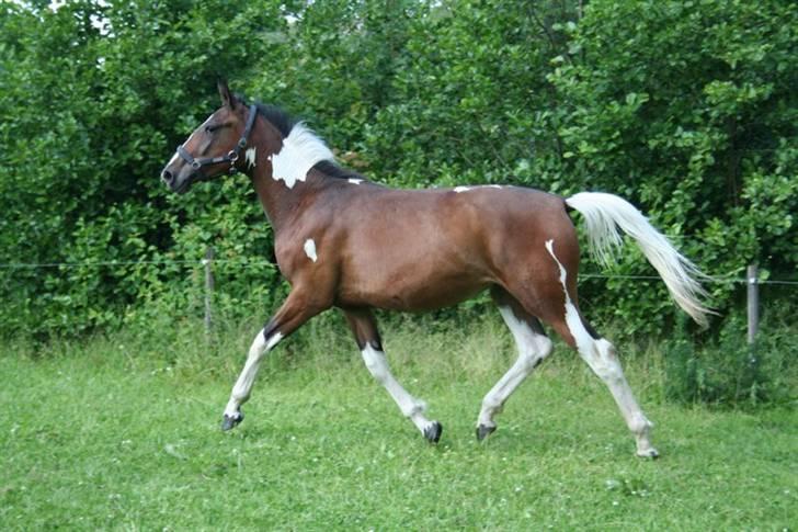 Pinto Indiana -Solgt-   billede 9