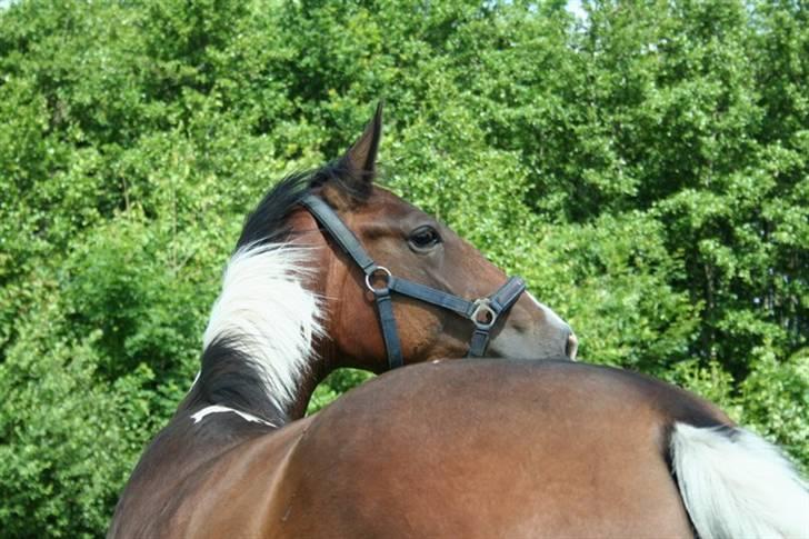 Pinto Indiana -Solgt-   billede 11