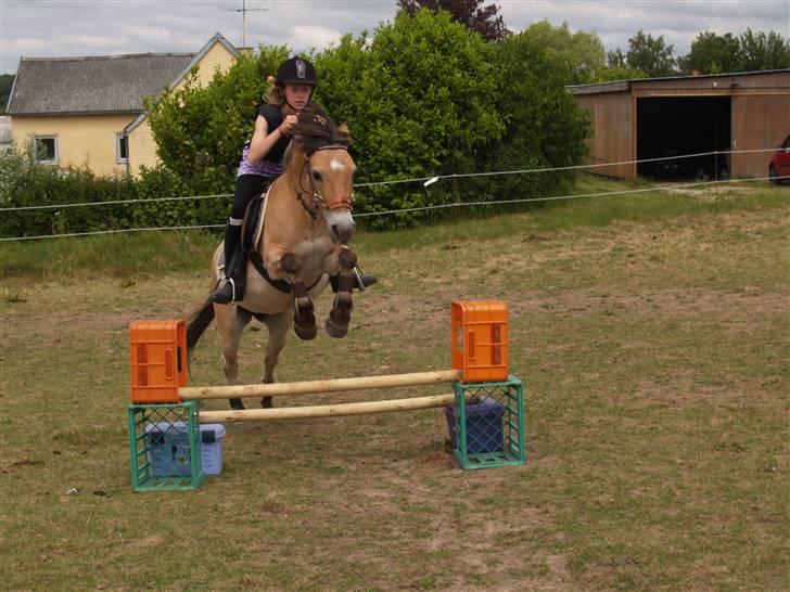 Anden særlig race - Bullit † - Bullit og jeg springer for nogle år siden. billede 5