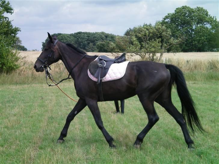 Traver My hella . - Hun skulle lige longeres, før at jeg satte mig op på hende.. der havde jeg ikke haft hende ret længe :P billede 3