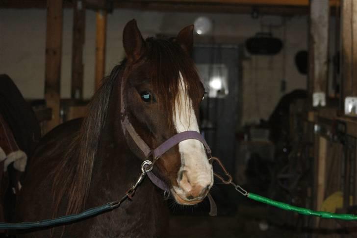 DSP Princess *SØSTERS* - Der hjemme på staldgangen. billede 1