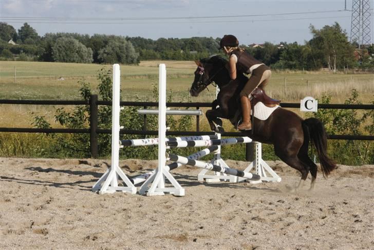 DSP Princess *SØSTERS* - Til mini stævne, den springer så godt. billede 3