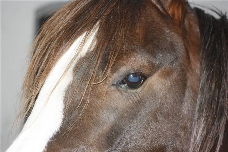 DSP Princess *SØSTERS* - Princesses flotte hoved. billede 4