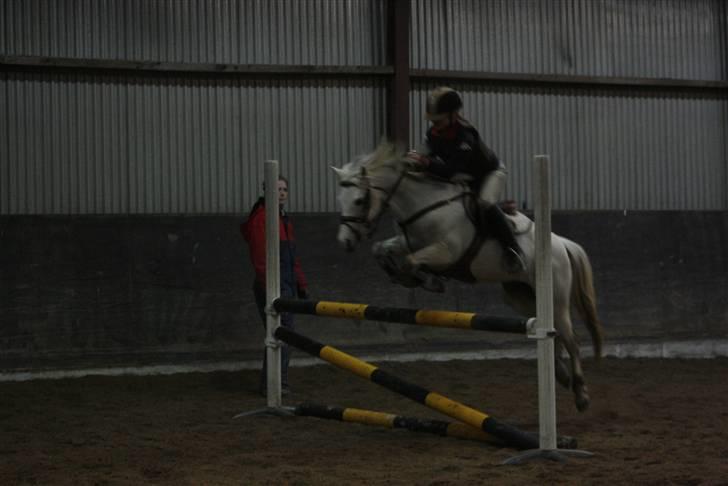 Anden særlig race Rævhalegårds Snowstar - Til træning. billede 18