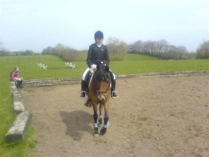 Anden særlig race Felex SOLGT billede 9