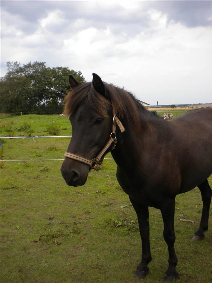 Islænder Rán köldukinn - Velkommen til Rán´s profil :) billede 1