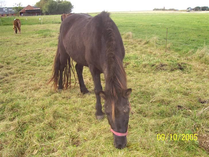 Islænder Rán köldukinn - ran græsser, det er ca 14 dag efter at vi fik hende, meget gammelt billde billede 2