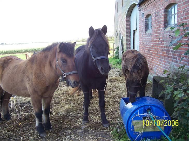 Islænder Rán köldukinn - fra venstre Muska, Rán & Baldur  billede 3