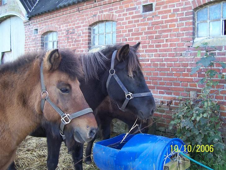 Islænder Rán köldukinn - Muska og ran billede 4