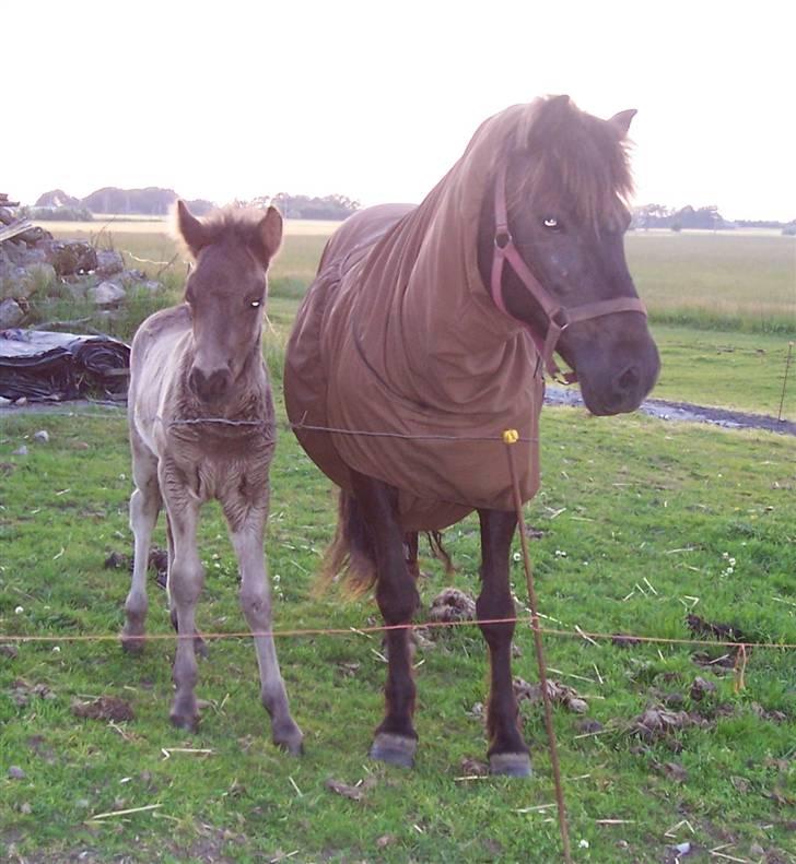 Islænder Rán köldukinn - ran og hendes føl baldur billede 5