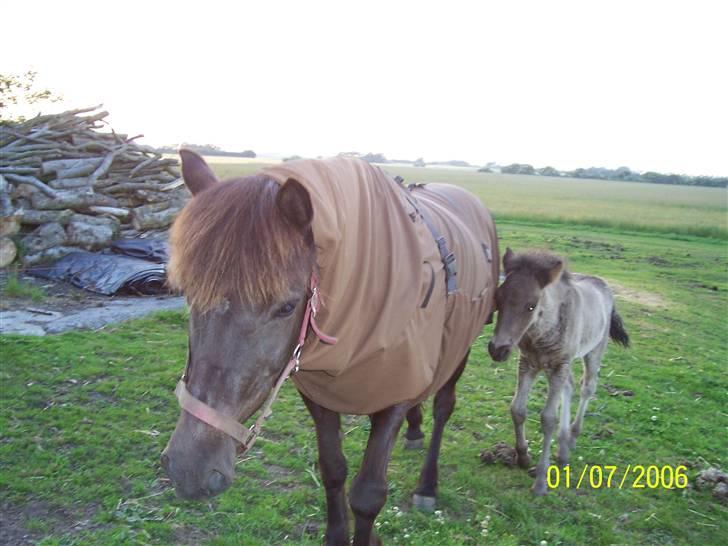 Islænder Rán köldukinn - ran og baldur billede 6