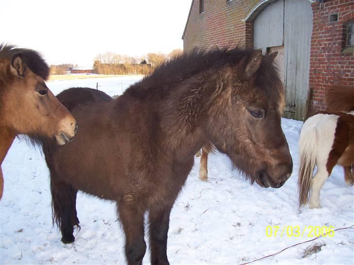 Islænder Rán köldukinn billede 7