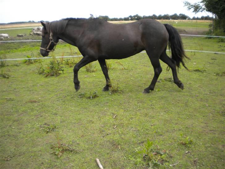 Islænder Rán köldukinn billede 9