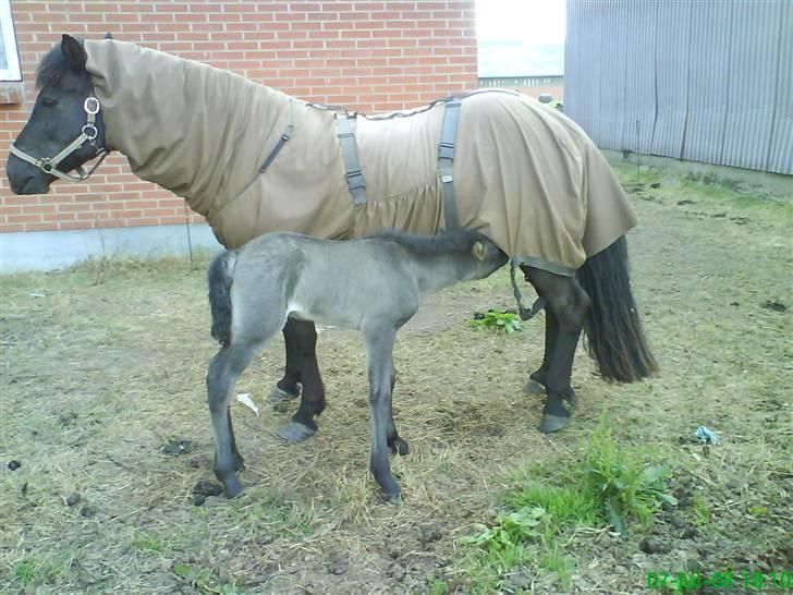 Islænder Rán köldukinn - ran og ari billede 10