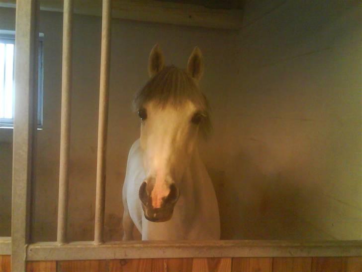 Anden særlig race Malu <33 billede 8