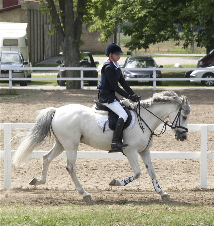 Anden særlig race Malu <33 billede 9