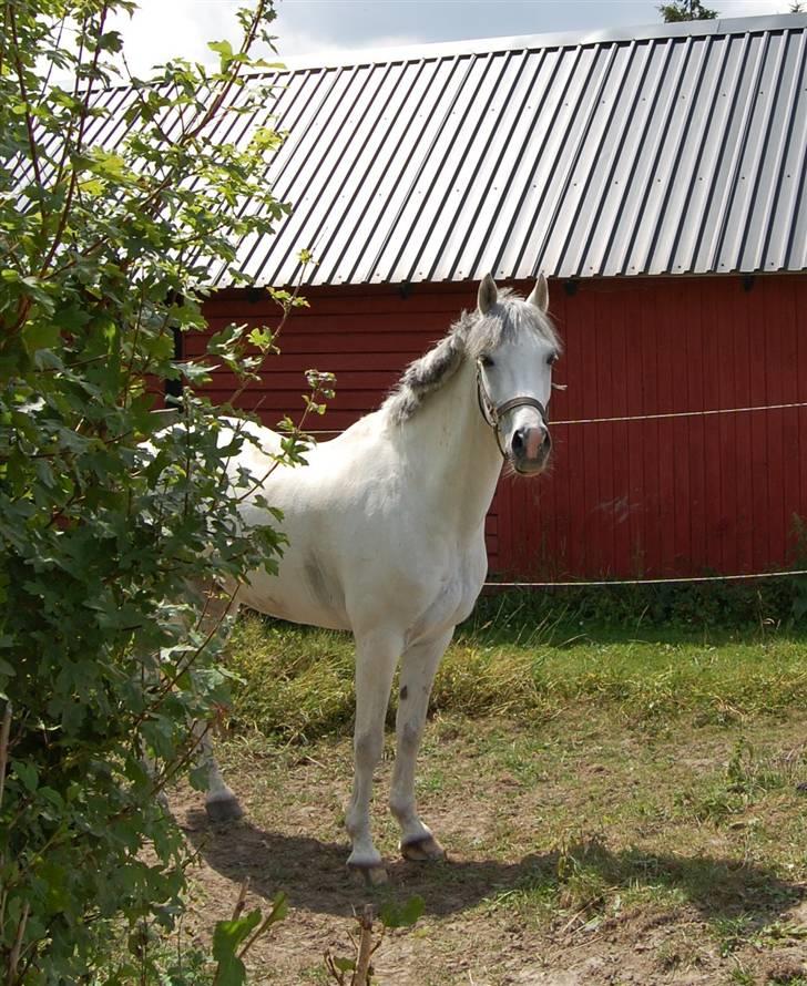 Anden særlig race Malu <33 billede 10