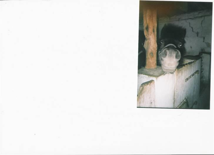 Anden særlig race Rita billede 4