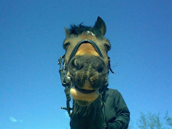 Anden særlig race Felex SOLGT - HEhe PAS PÅ HER KOMMER KAMELPONYEN billede 10