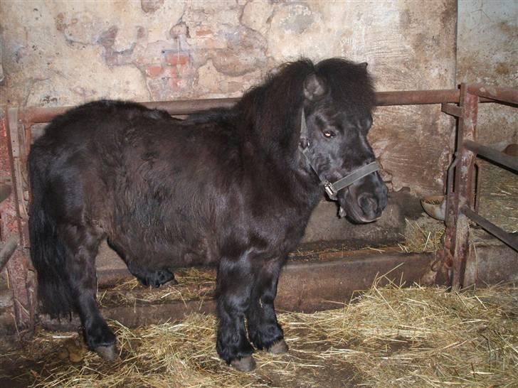 Anden særlig race Rita billede 5