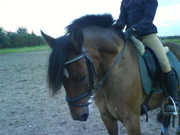 Anden særlig race Felex SOLGT billede 11