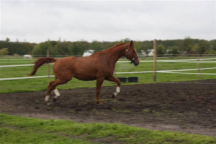 Hannoveraner Wandolf R.I.P billede 3