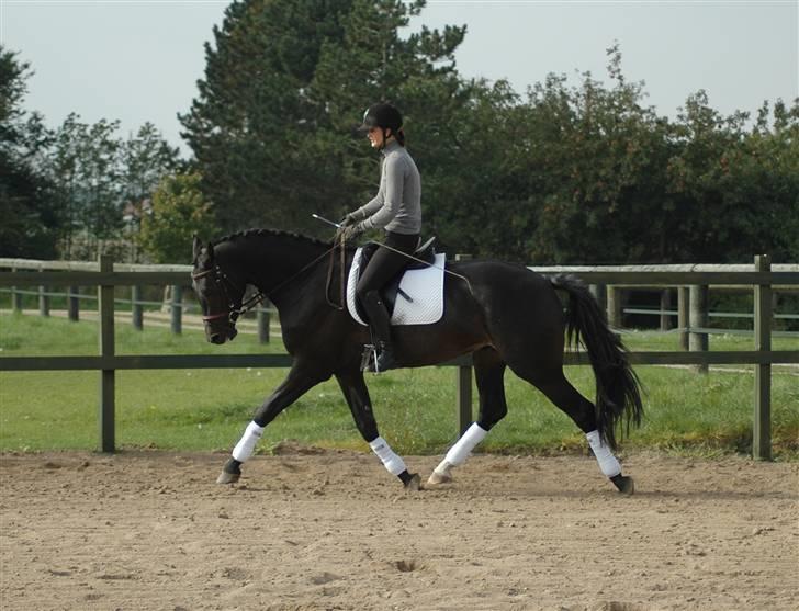 Dansk Varmblod Vejlgårds Casco - 28/9-08  billede 4