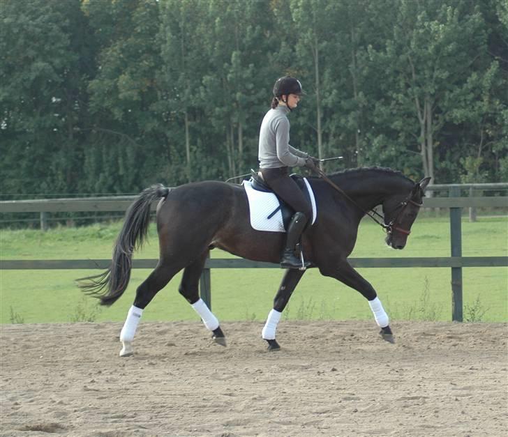 Dansk Varmblod Vejlgårds Casco - 28/9-08  billede 5