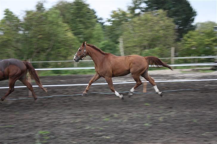 Hannoveraner Wandolf R.I.P billede 4