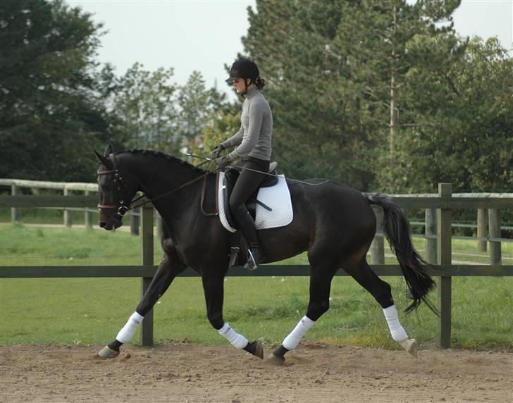 Dansk Varmblod Vejlgårds Casco - 28/9-08  billede 6