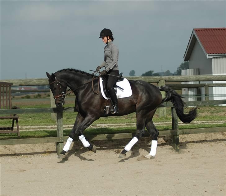 Dansk Varmblod Vejlgårds Casco - 28/9 galop billede 7