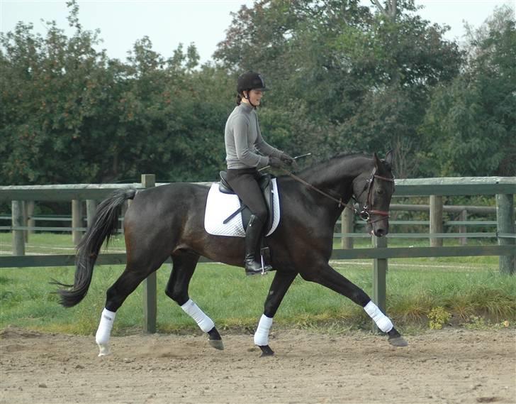 Dansk Varmblod Vejlgårds Casco - 28/9 fri trav eller noget der ligner billede 8