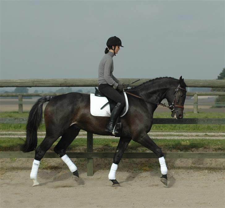 Dansk Varmblod Vejlgårds Casco - 28/9-08  billede 9